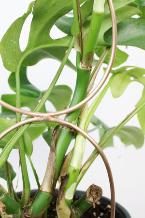 Bronze plant stake indoor trellis with mini monstera plant