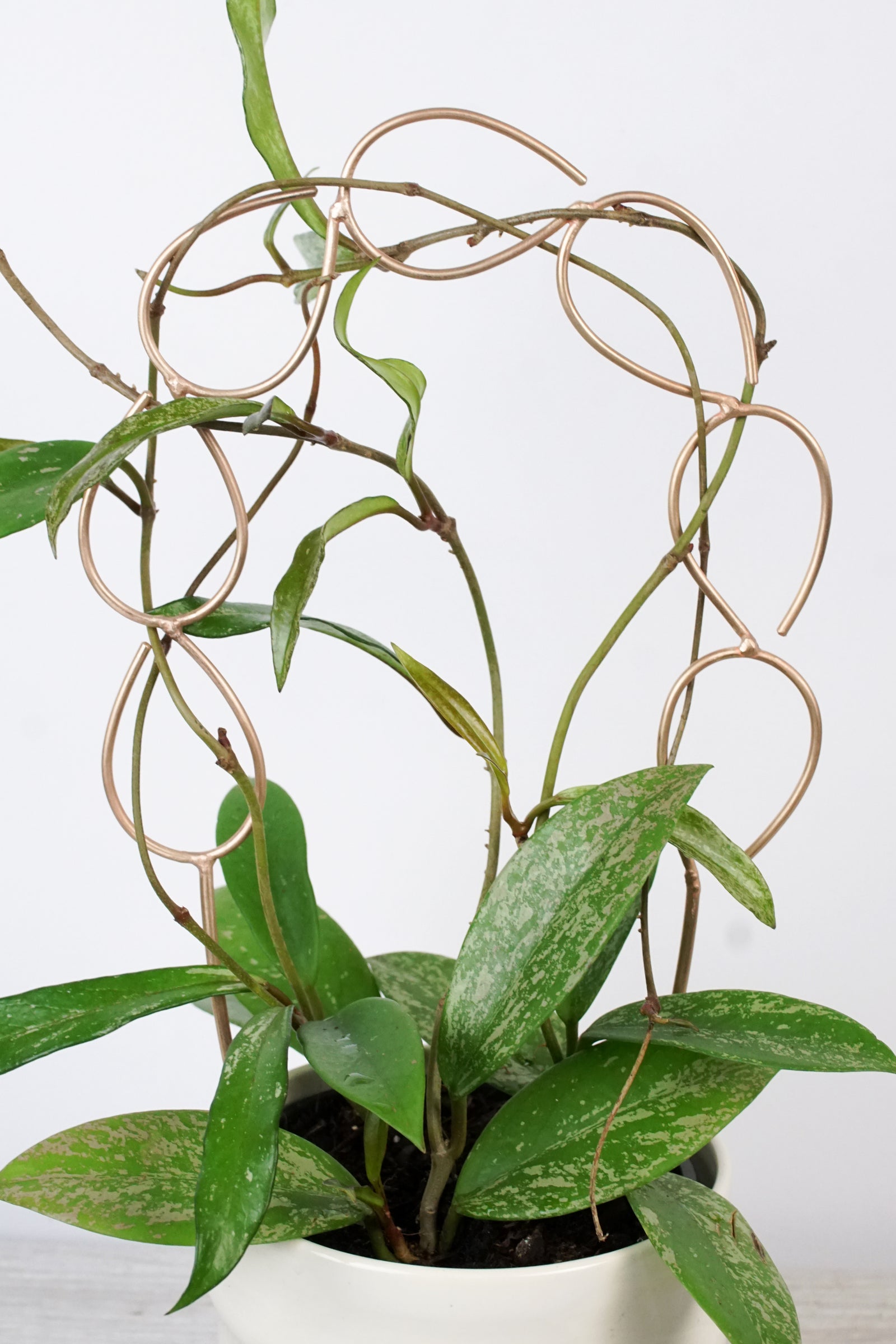 Plant Stakes & Indoor Trellises