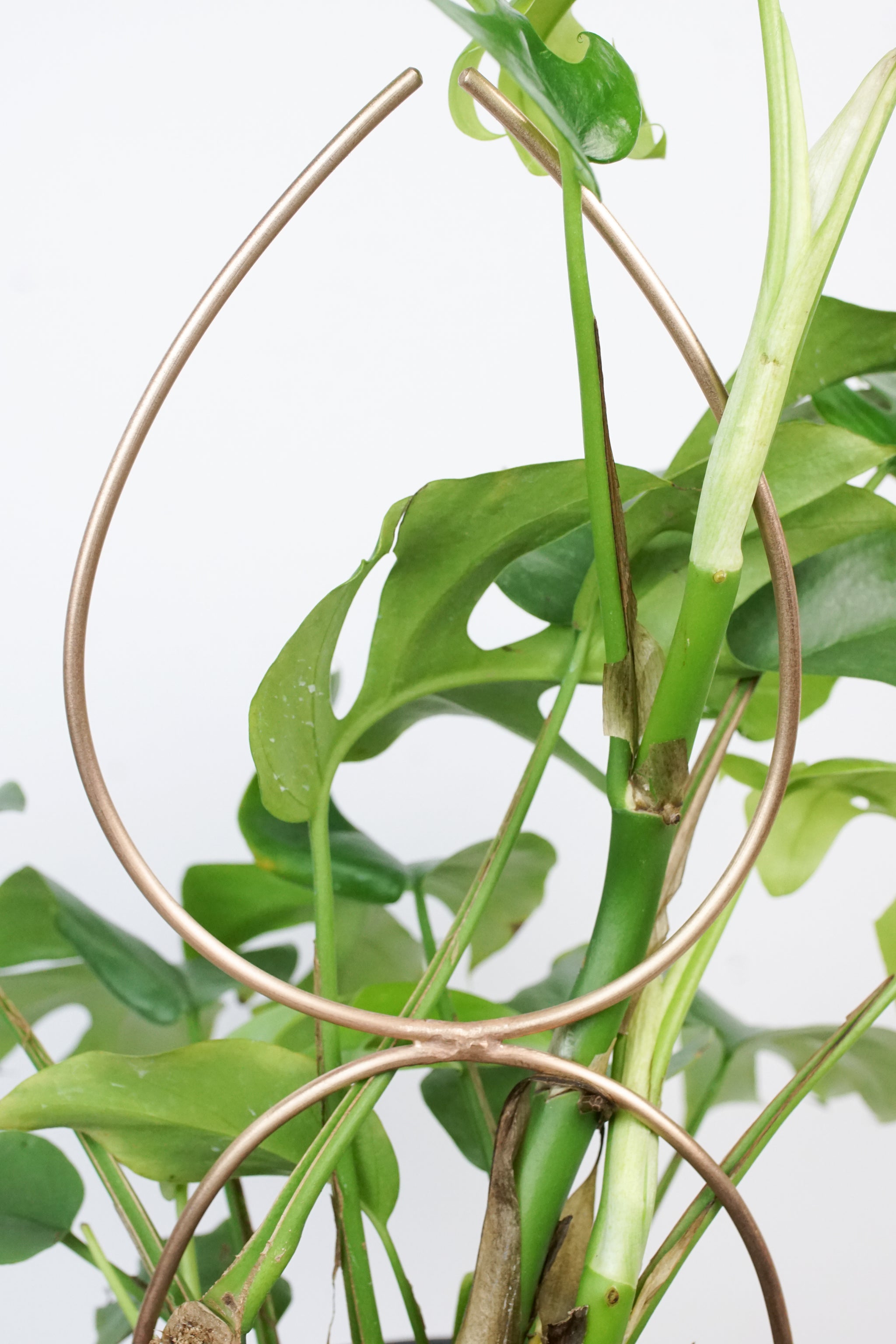 trellis for monstera adansonii Plant Stake Indoor Trellis - Big Single Leaf Stake Handmade in Bronze