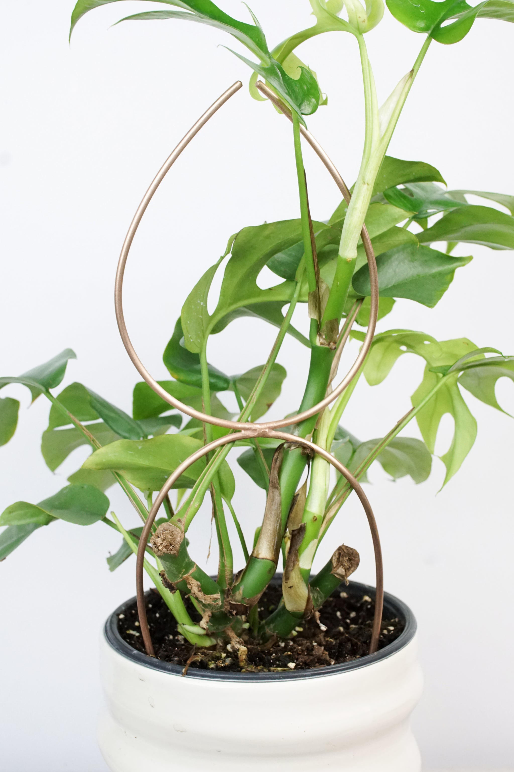 monstera stakes Plant Stake Indoor Trellis - Big Single Leaf Stake Handmade in Bronze