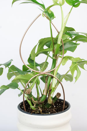 Bronze plant stake indoor trellis with mini monstera plant
