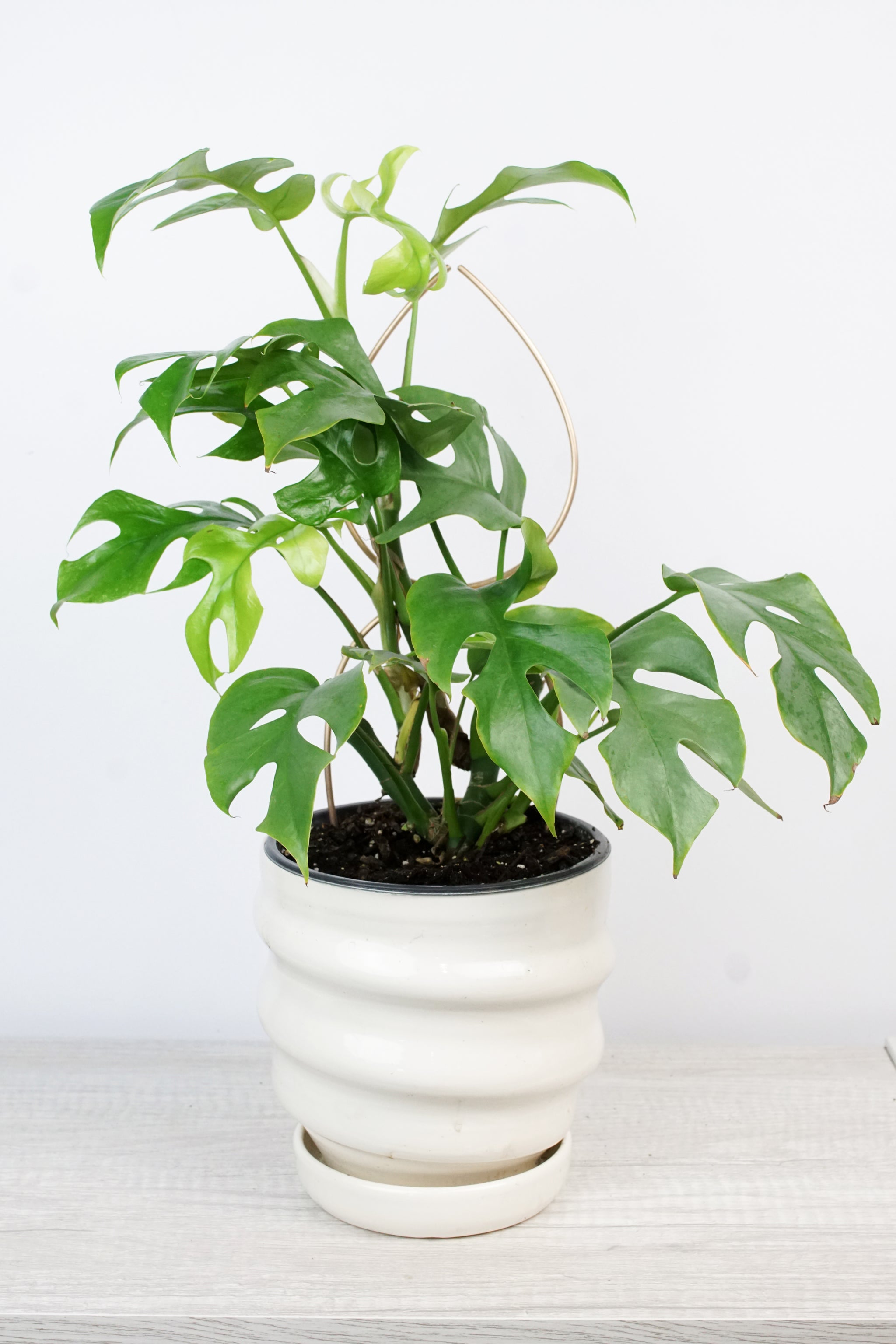 stake monstera plant Plant Stake Indoor Trellis - Big Single Leaf Stake Handmade in Bronze