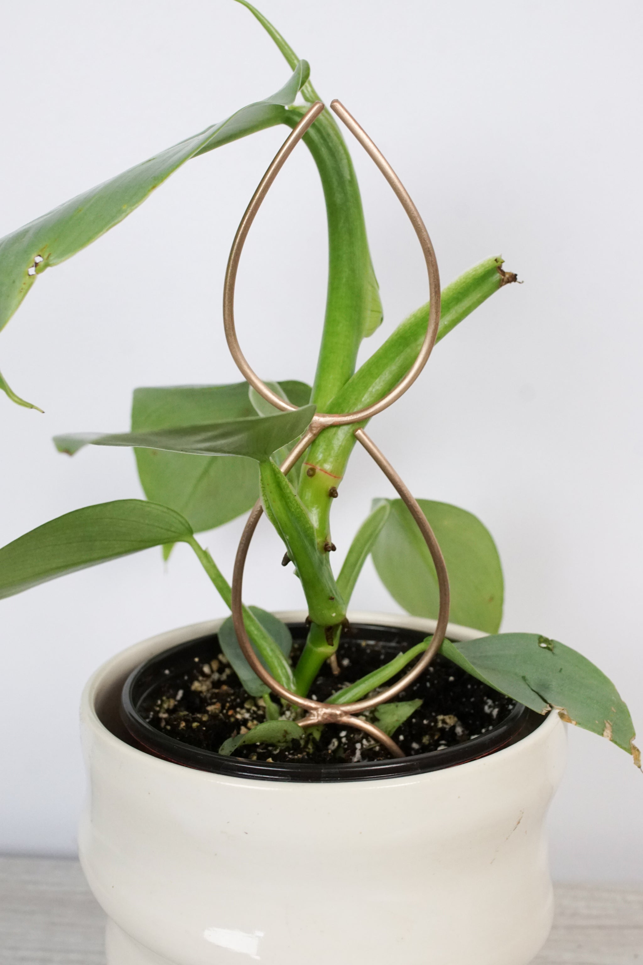 philodendron indoor trellis Plant Stake Indoor Trellis - Handmade Double Leaf Bronze Plant Stake