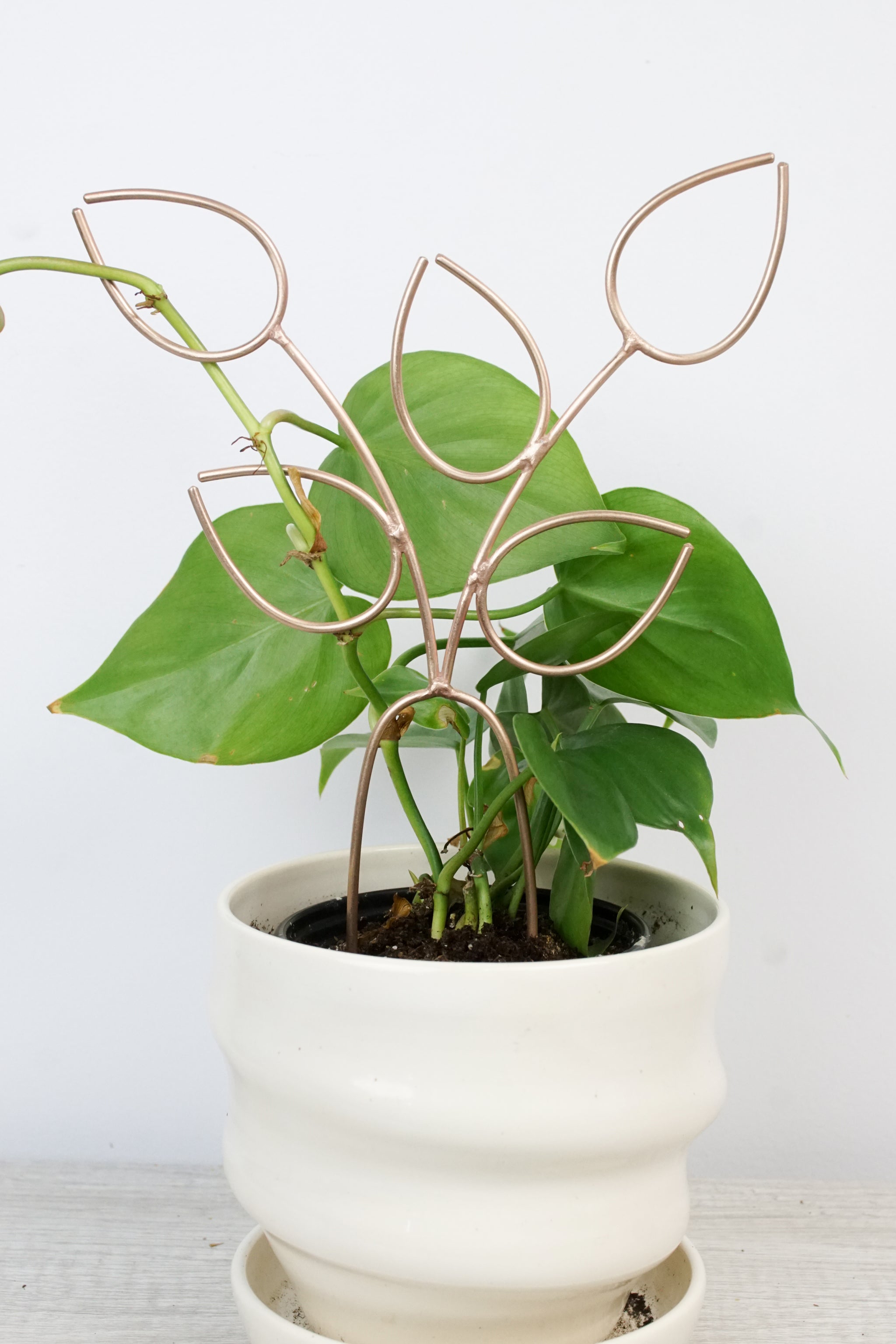 how to stake a philodendron plant Five Leaf Double Vine Bronze Plant Stake Indoor Trellis