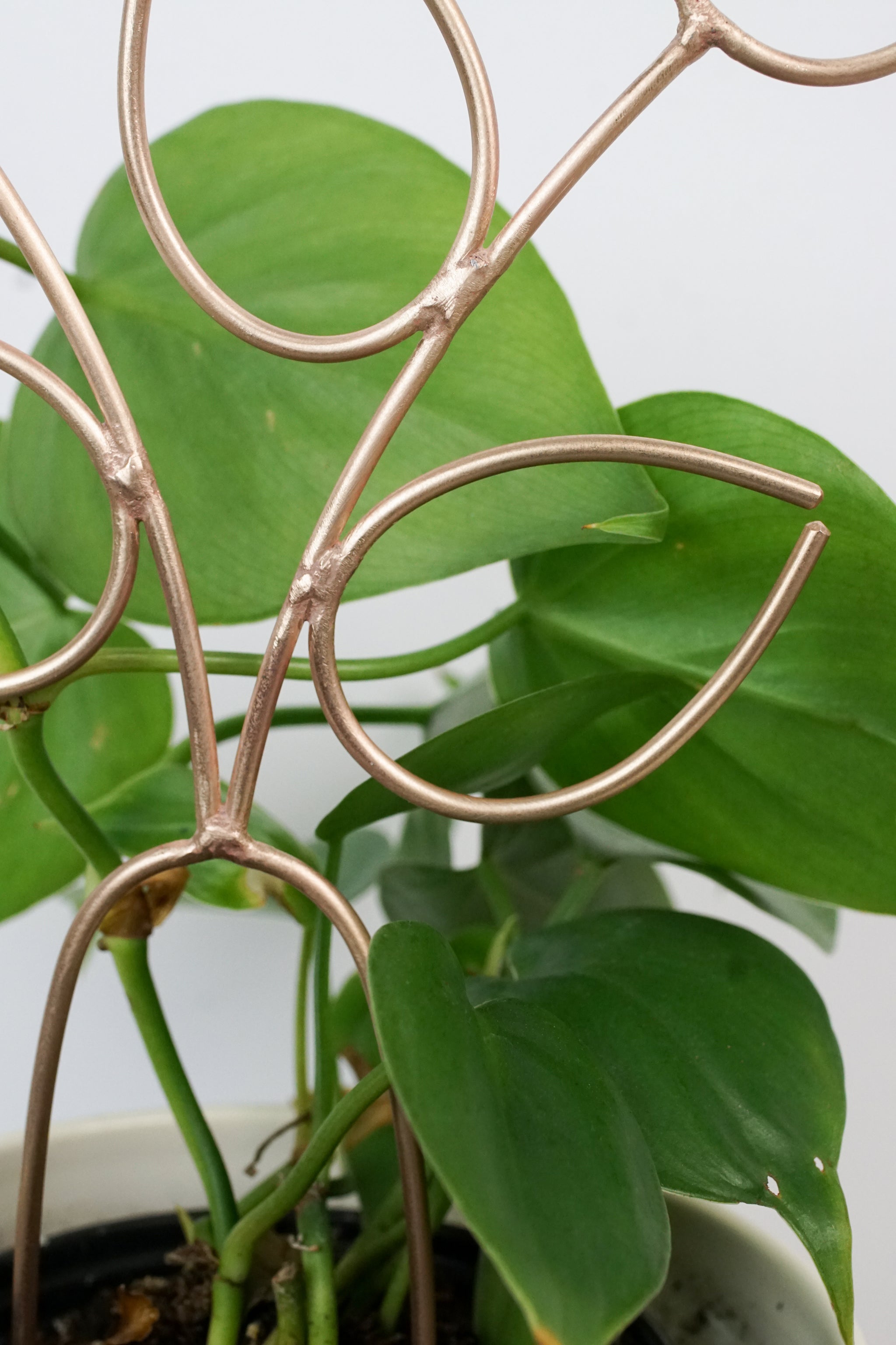 philodendron stake Five Leaf Double Vine Bronze Plant Stake Indoor Trellis