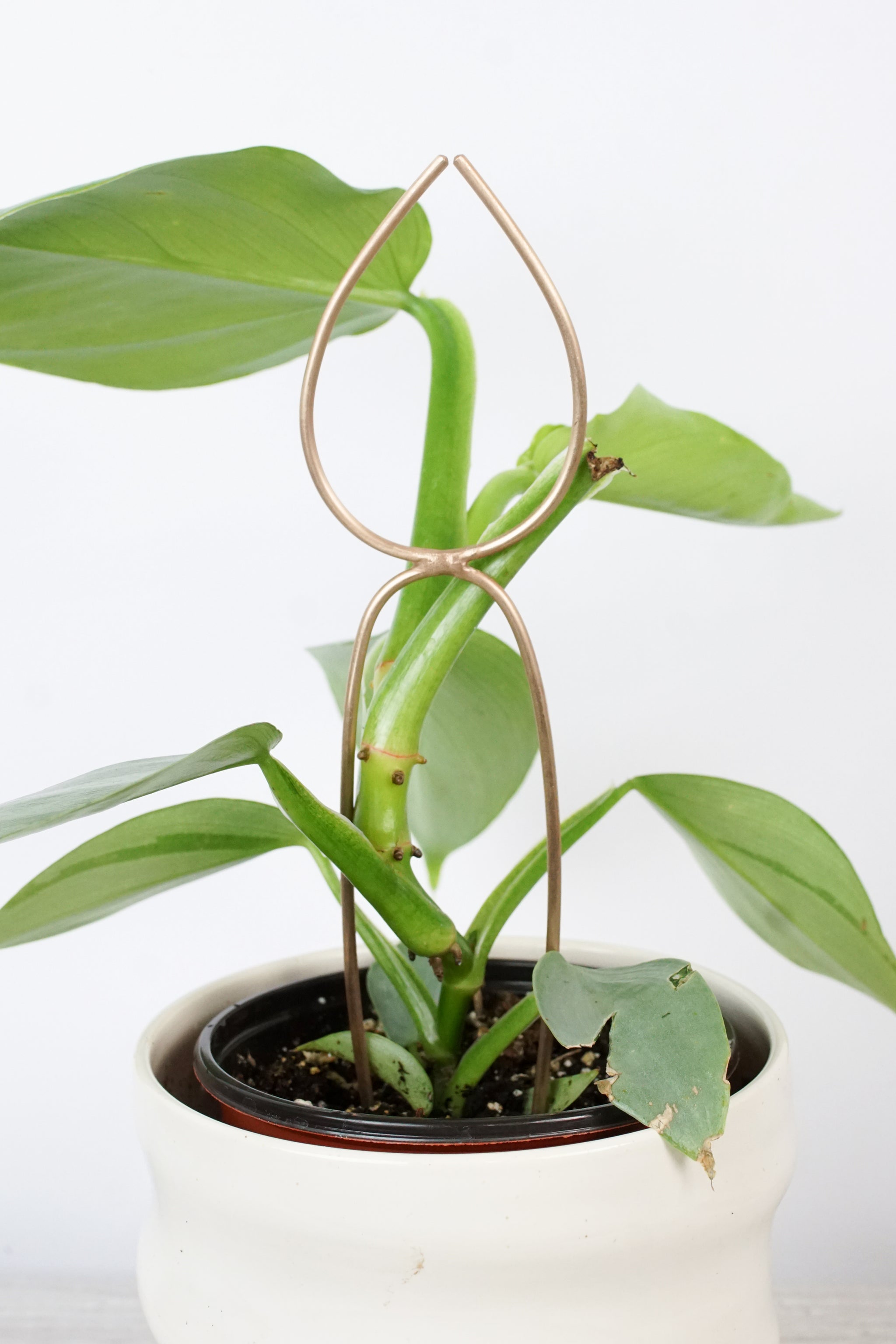 philodendron stake Tall Single Leaf Bronze Plant Stake Indoor Trellis