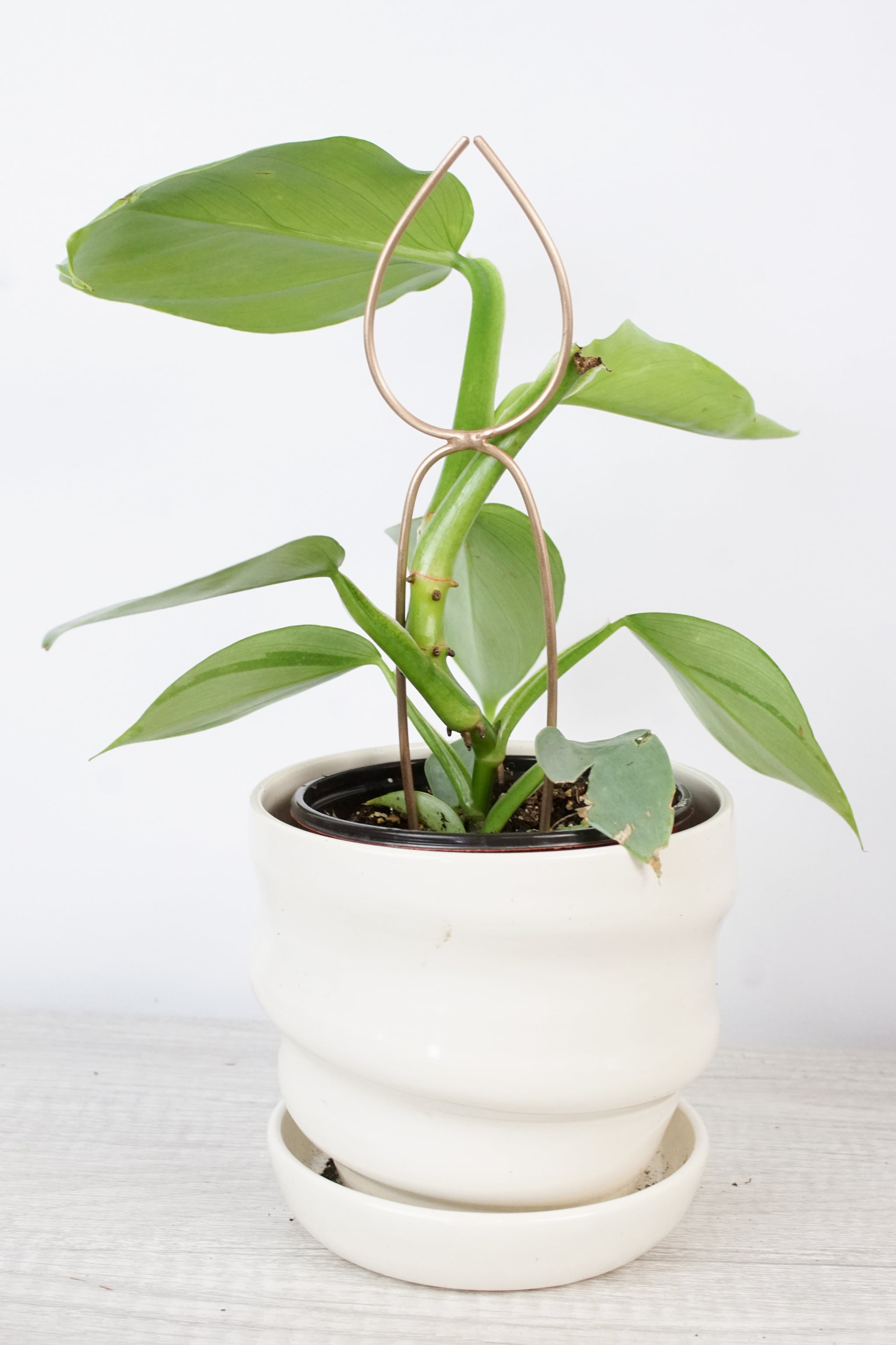 tall indoor plant stakes Tall Single Leaf Bronze Plant Stake Indoor Trellis
