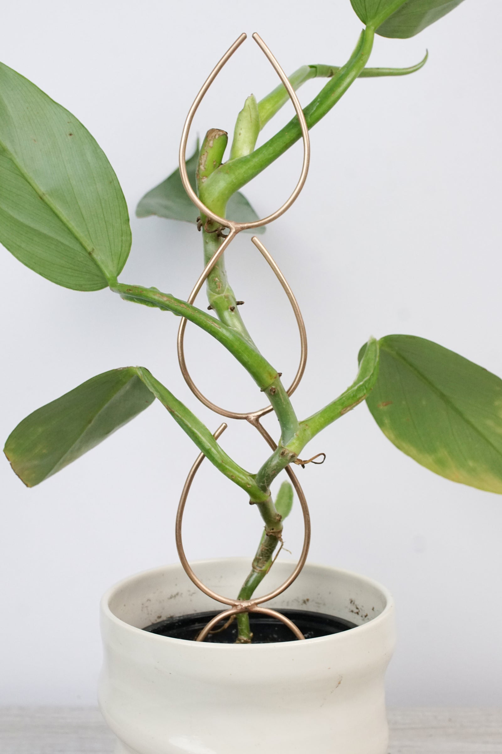 handcrafted bronze plant stake indoor trellis with philodendron silver sword plant