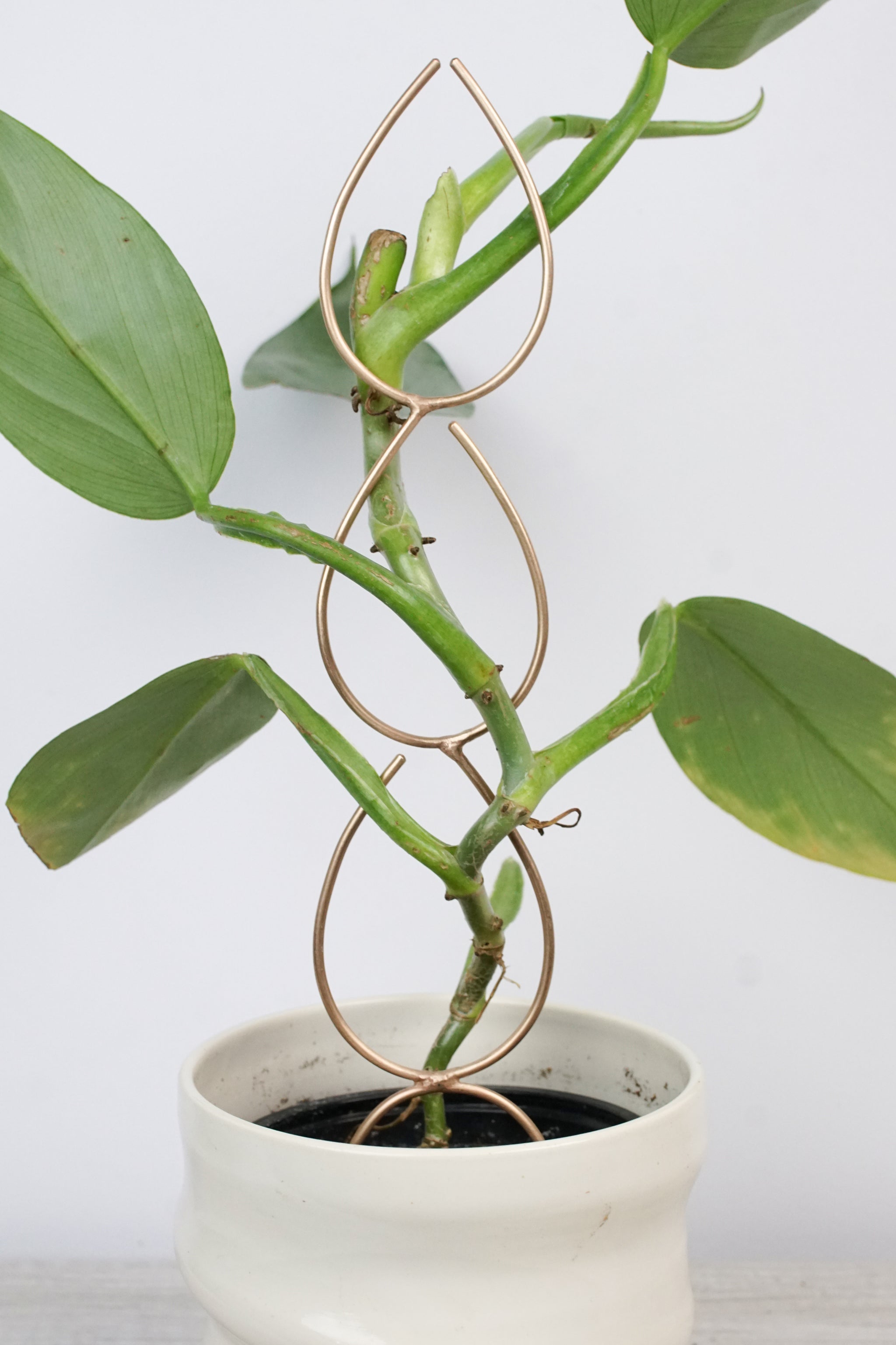 philodendron indoor trellis Plant Stake Indoor Trellis - Handmade Bronze Triple Leaf Plant Stake