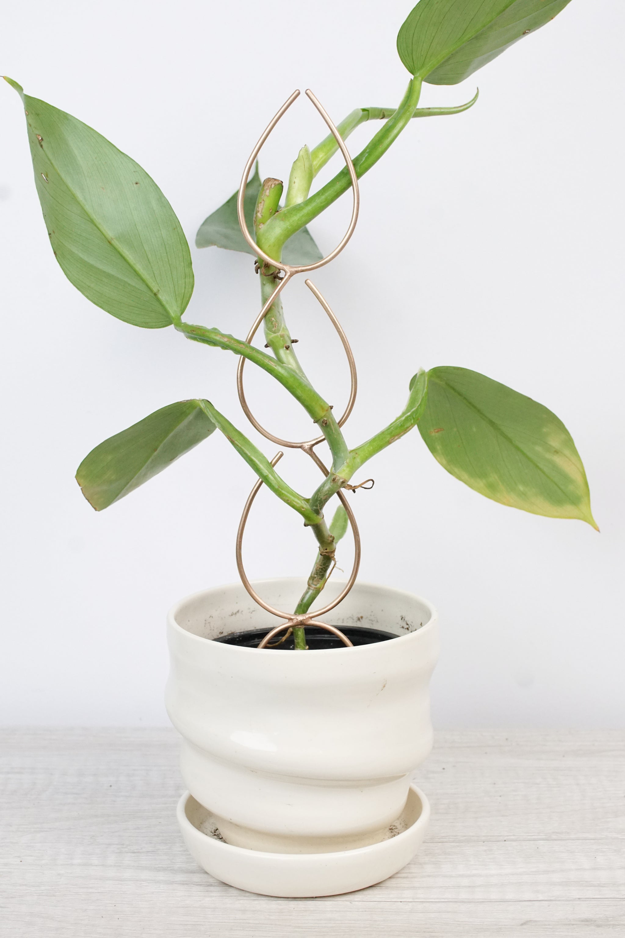 staking a philodendron Plant Stake Indoor Trellis - Handmade Bronze Triple Leaf Plant Stake