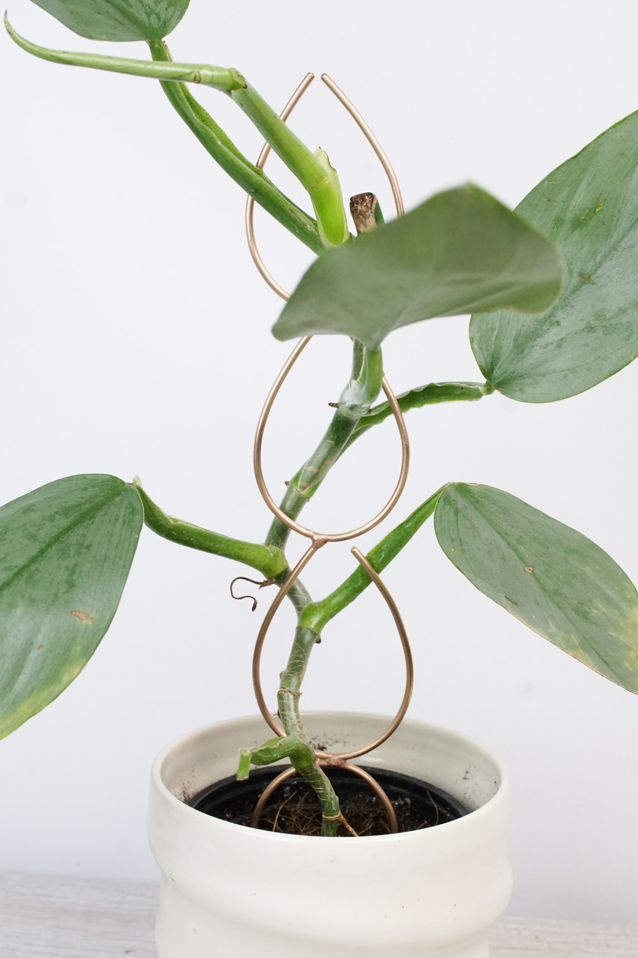 stake pothos Plant Stake Indoor Trellis - Handmade Bronze Triple Leaf Plant Stake